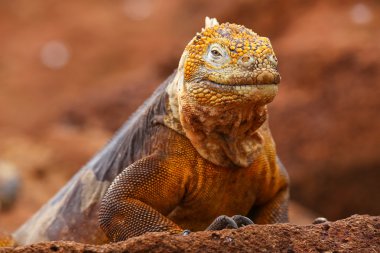 Galapagos arazi Iguana Adası Kuzey Seymour Galapagos Nationa