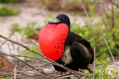Male Magnificent Frigatebird with inflated gular sac on North Se clipart