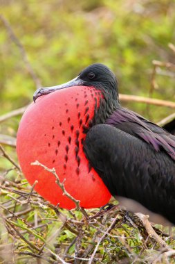 Kuzey se şişirilmiş dikdörtgen sac ile erkek muhteşem Frigatebird