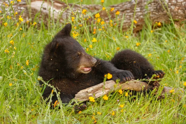 Bebê urso negro americano — Fotografia de Stock