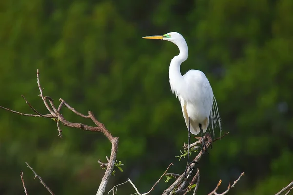 Grote zilverreiger (ardea alba)) — Stockfoto