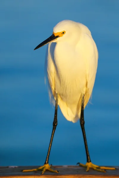 Egret nevado (egretta thula) — Fotografia de Stock