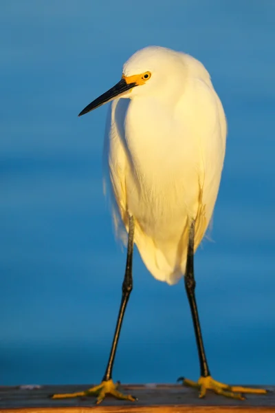 Snowy egret (Egretta thula) — Stock Photo, Image