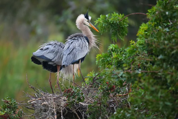 Great Blue Herons standing in the nest. It is the largest North — Stock Photo, Image