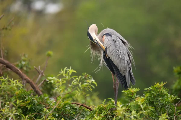 Great Blue Heron preening its feathers. It is the largest North — Stock Photo, Image