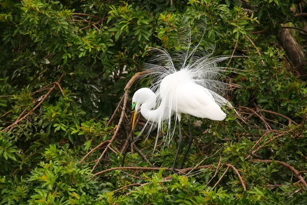 Great Egret mostrando exhibición de reproducción —  Fotos de Stock