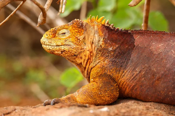 Iguana de la Tierra de Galápagos en Isla Seymour Norte, Galápagos Nationa — Foto de Stock