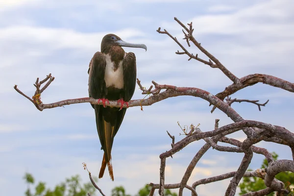 Kadın muhteşem Kuzey Seymou bir ağaçta oturup..... Frigatebird — Stok fotoğraf