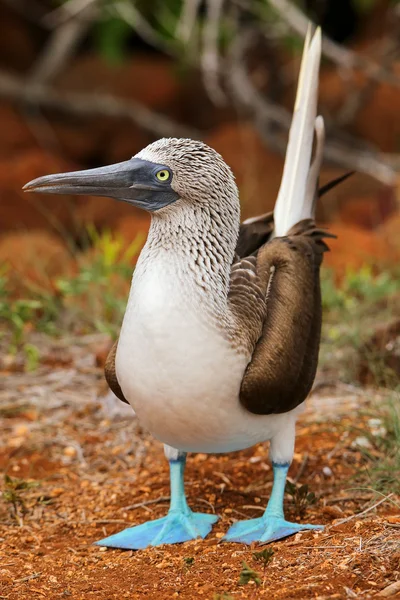 Modrá footed nastražená na Severním ostrově Seymour, Galapagos národní Pa — Stock fotografie