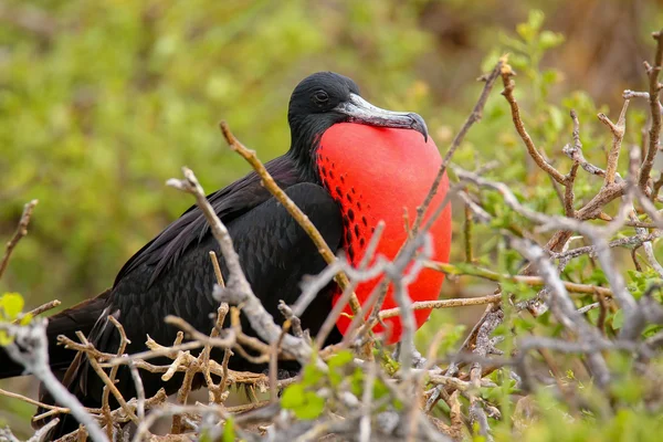 Uccello di Frigatebird Magnifico maschio con sacco gulare gonfiato su Nord Se — Foto Stock