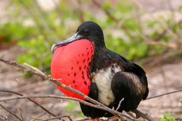 Male Magnificent Frigatebird with inflated gular sac on North Se — Stock Photo, Image