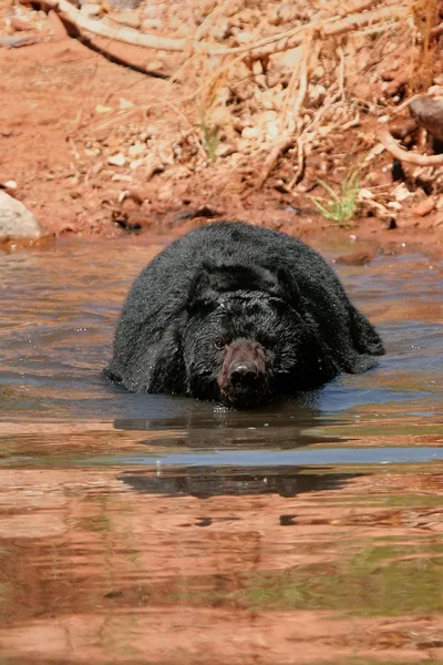 Американский черный медведь, плавающий в реке — стоковое фото