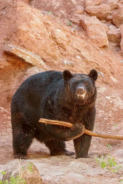 Fekete medve (Ursus americanus) — Stock Fotó