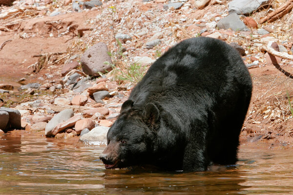 Американский черный медведь спускается в воду
