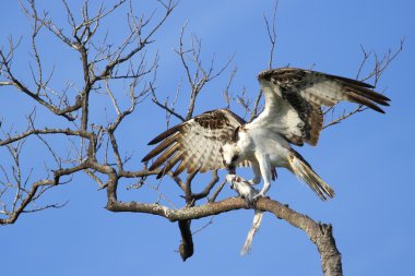 Bir ağaç üzerinde balık yemek sorguç