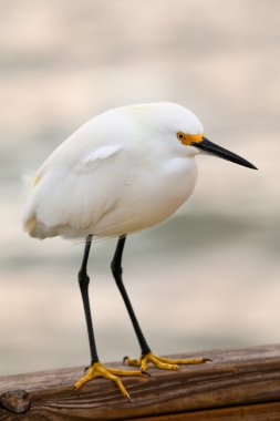 Karlı Akbalıkçıl (egretta thula)