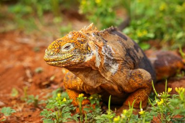 Galapagos arazi Iguana Adası Kuzey Seymour Galapagos Nationa