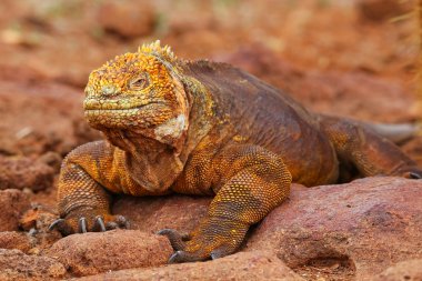 Galapagos arazi Iguana Adası Kuzey Seymour Galapagos Nationa