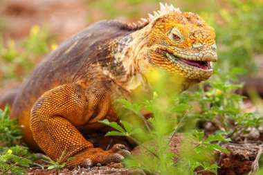 Galapagos arazi Iguana Adası Kuzey Seymour Galapagos Nationa