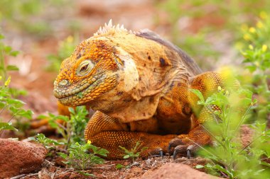Galapagos arazi Iguana Adası Kuzey Seymour Galapagos Nationa