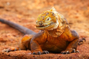 Galapagos arazi Iguana Adası Kuzey Seymour Galapagos Nationa