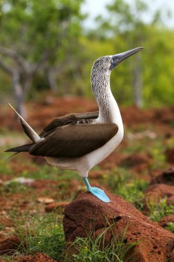 Mavi paçalı sümsük Kuzey Seymour adada Galapagos Ulusal Pa