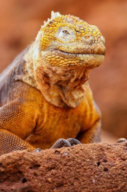 Galapagos arazi Iguana Adası Kuzey Seymour Galapagos Nationa