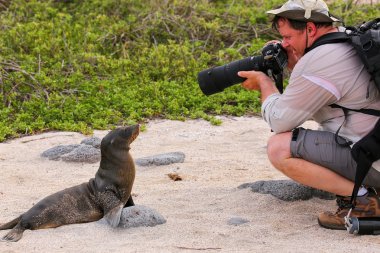 Galapagos deniz aslanı bir turist ile Kuzey Seymour oynayan bebek 
