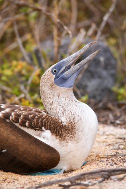 Mavi paçalı sümsük Kuzey Seymour adada Galapagos Ulusal Pa