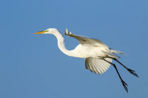 Snowy Egret standing in green grass — Stock Photo, Image