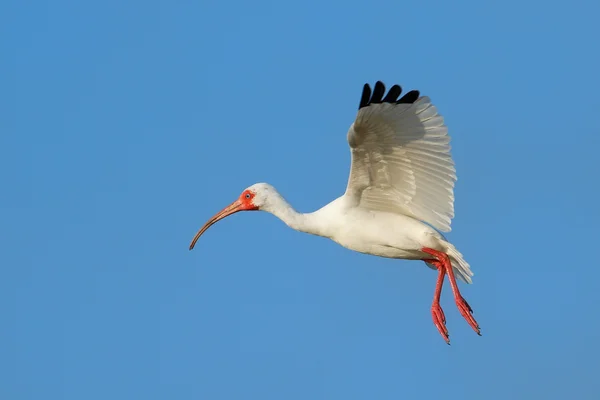 Ibis blanco volando en el cielo azul — Foto de Stock