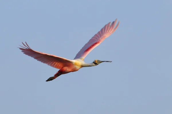 Rosentärna skedstork flyger i blå himmel — Stockfoto