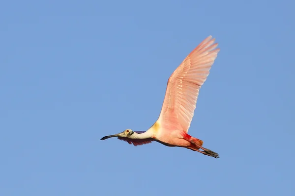 Pembe mavi gökyüzünde uçan kaşıkçı — Stok fotoğraf
