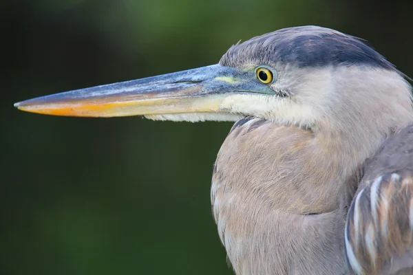 Retrato de Great Blue Heron. É o maior h norte-americano — Fotografia de Stock