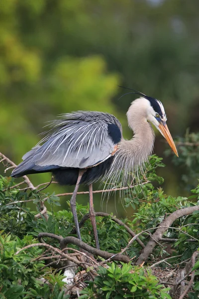 Great Blue Heron standing on a nest. It is the largest North Ame — Stock Photo, Image