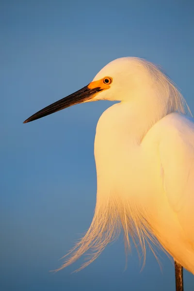 Snowy Egret standing in green grass — Stock Photo, Image