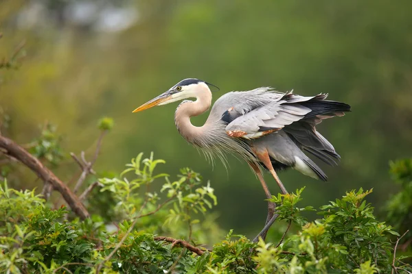 Great Blue Heron standing on a nest. It is the largest North Ame — Stock Photo, Image