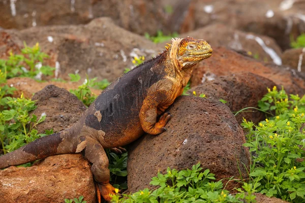 Galapágy země Iguana na ostrově severní Seymour, Galapagos vydání National — Stock fotografie