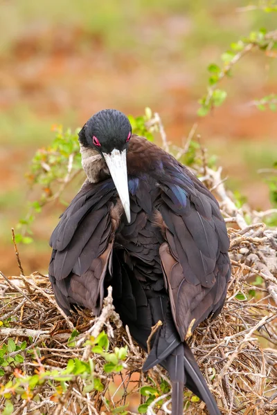 Mujer Magnificent Frigatebird on North Seymour Island, Galapago — Foto de Stock