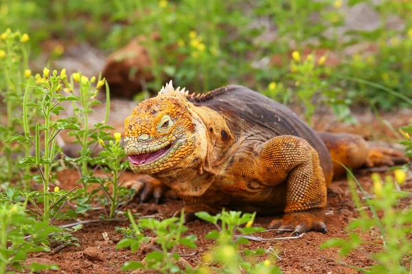 Galapagos-Landleguan isst Blumen auf Nordseymour-Insel, ga — Stockfoto