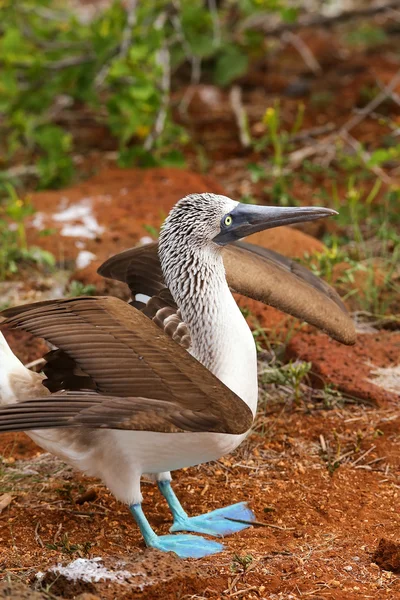 Masculino de patas azules Booby mostrando en la Isla Seymour Norte, Galap — Foto de Stock