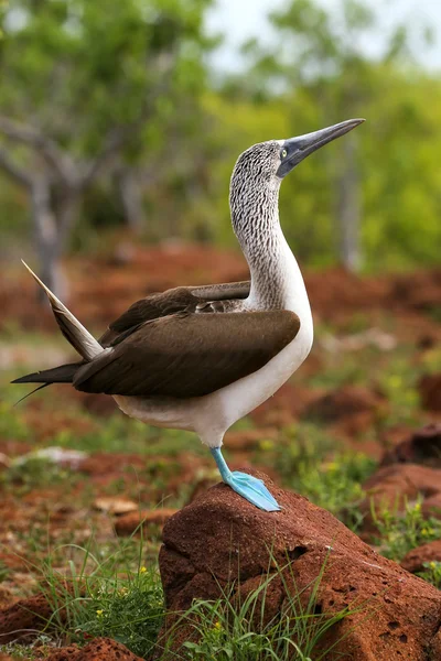 Bottes à pieds bleus sur l'île Seymour Nord, Galapagos National Pa — Photo