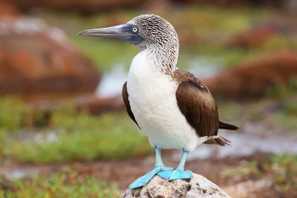 Blue-footed Booby on North Seymour Island, Galapagos National Pa — Stock Photo, Image
