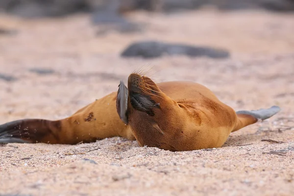 Joven lobo marino de Galápagos acostado en la playa en la Isla Seymour Norte — Foto de Stock