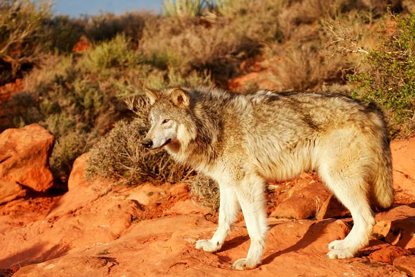 회색 늑대 (Canis lupus)) — 스톡 사진