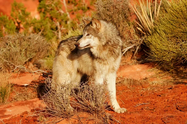 Serigala abu-abu (Canis lupus) — Stok Foto