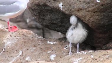 Bebek Kırlangıç kuyruklu martı (Larus furcatus) Kuzey Seymour Adası, Galapagos Milli Parkı, Ecuador