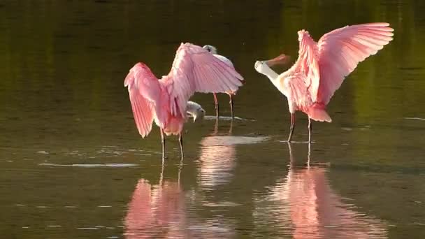 Roseate Spoonbills (Platea ajaja) preening feathers — Stock Video