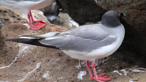 북 시 모어 섬, 갈라파고스 국립공원, 에콰도르에 swallow-tailed 갈매기 (Larus furcatus) — 비디오