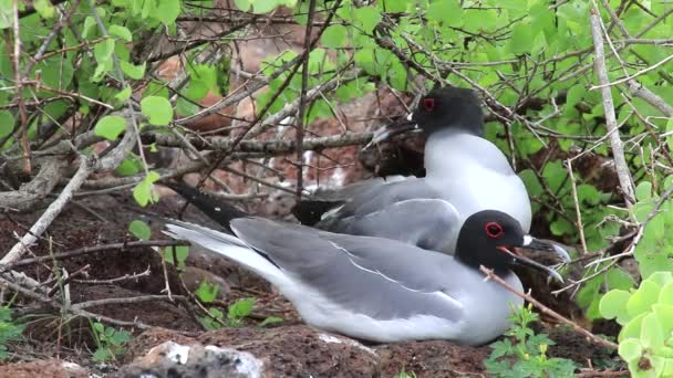 Swallow-Tailed martı (Larus furcatus) Kuzey Seymour Adası Galapagos Milli Parkı, Ecuador — Stok video